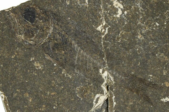 Oligocene Fossil Percoid Fish (Oligoserranoides) - Poland #374405